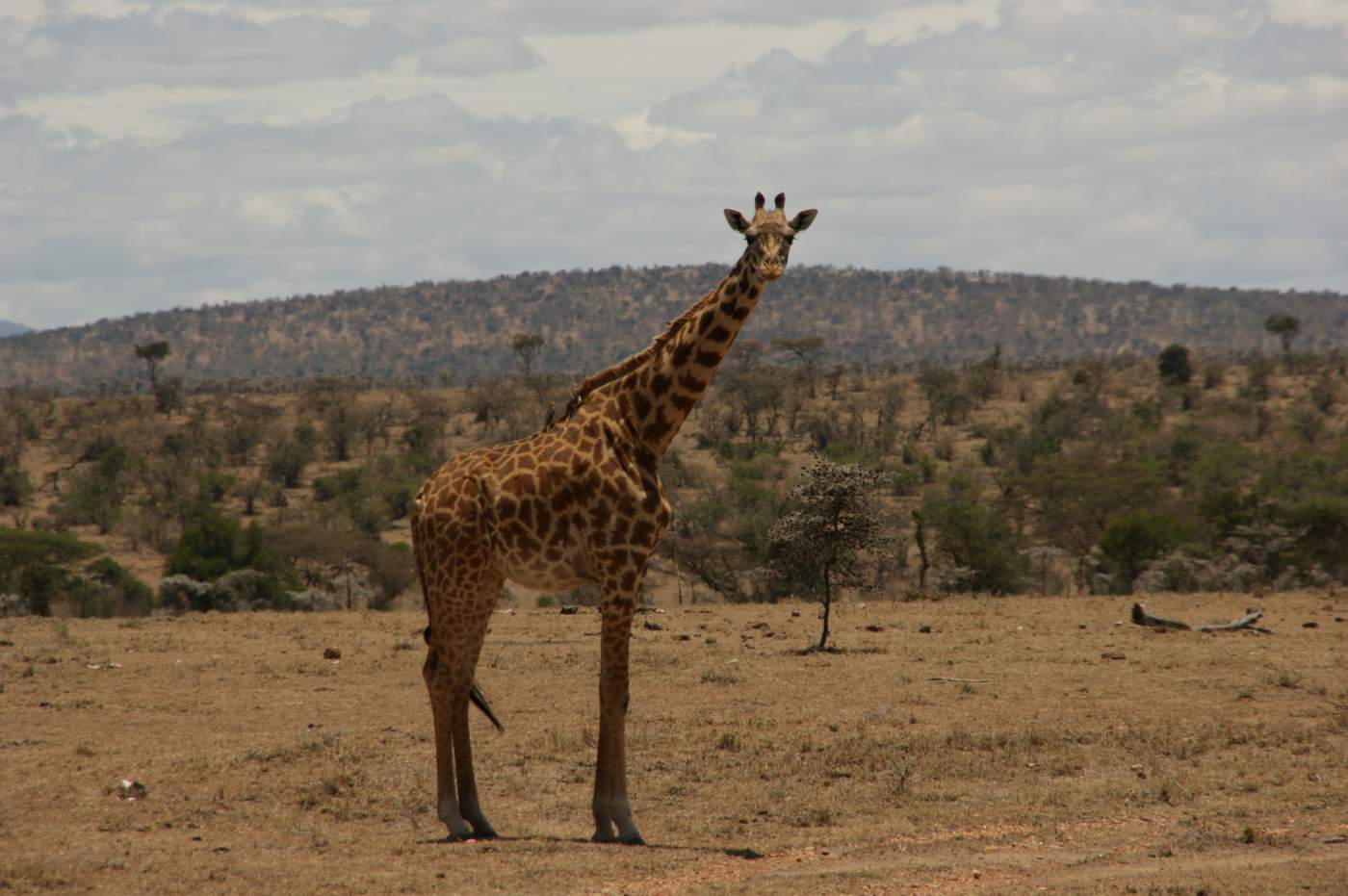 Giraffen in Kenias Nationalparks
