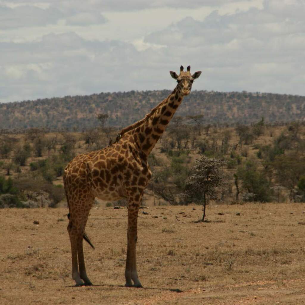 Erlebnis-Reisen Kenia Masai Mara Safarifahrzeugen Campingutensilien