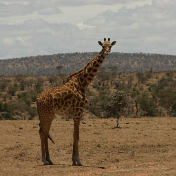 Erlebnis-Reisen Kenia Masai Mara Safarifahrzeugen Campingutensilien