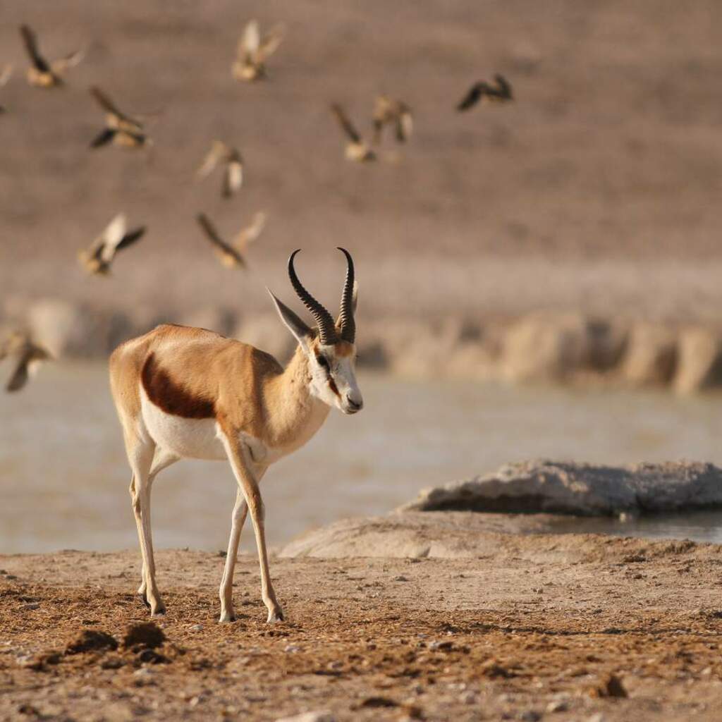Etosha Nationalpark