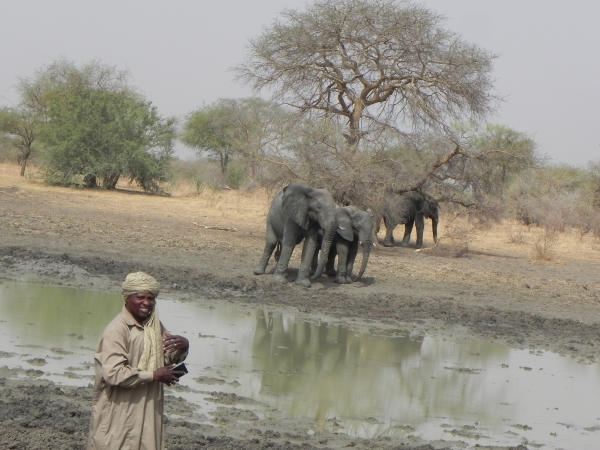 Elefanten im Dinder-Nationalpark, Sudan Elefanten im Dinder-Nationalpark, Sudan