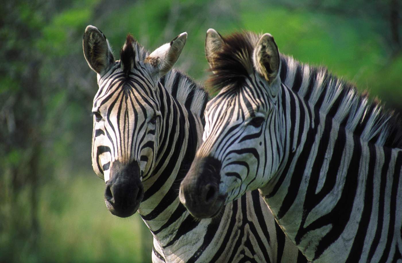 Zebras im Krüger Nationalpark Zebras im Krüger Nationalpark