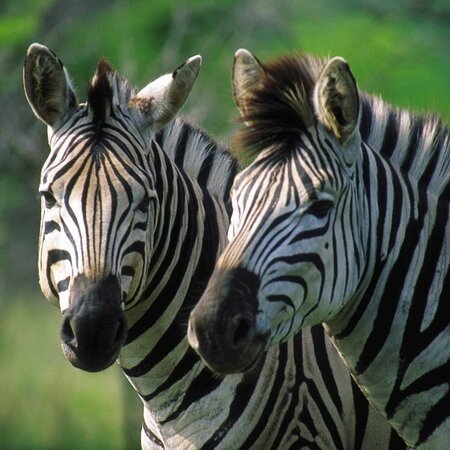 Safari no Parque Nacional Hwange