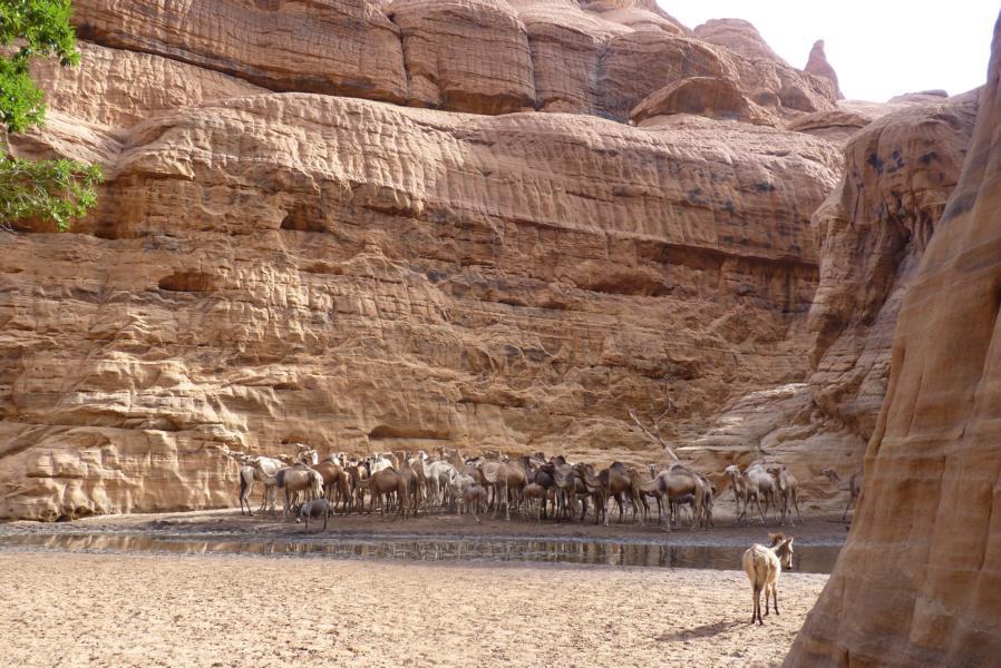 Kamel-Tränke des Guelta d'Archei
Kamel-Tränke des Guelta d'Archei, Tschad