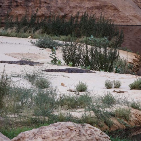 Offroad-Reisen Botswana Zurück Windhoek Bed Breakfast