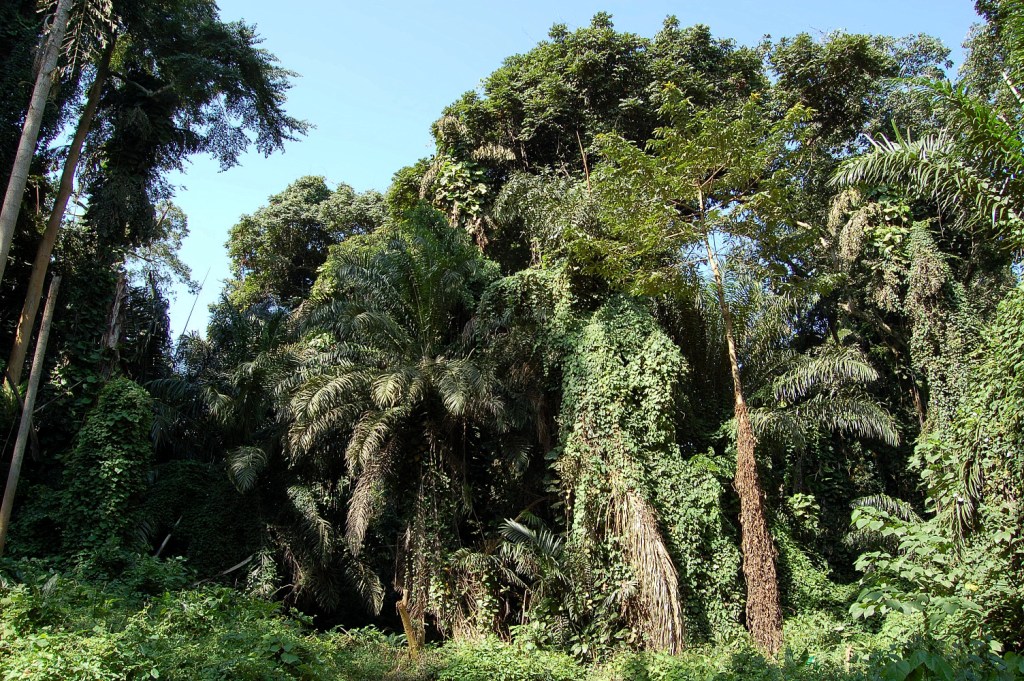 Der botanische Garten in Entebbe
