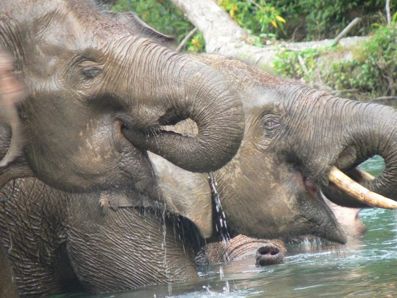 Elefanten auf Sumatra