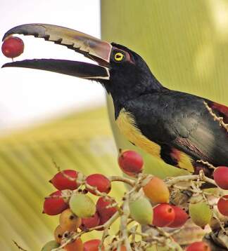 Luxusreise Costa Rica