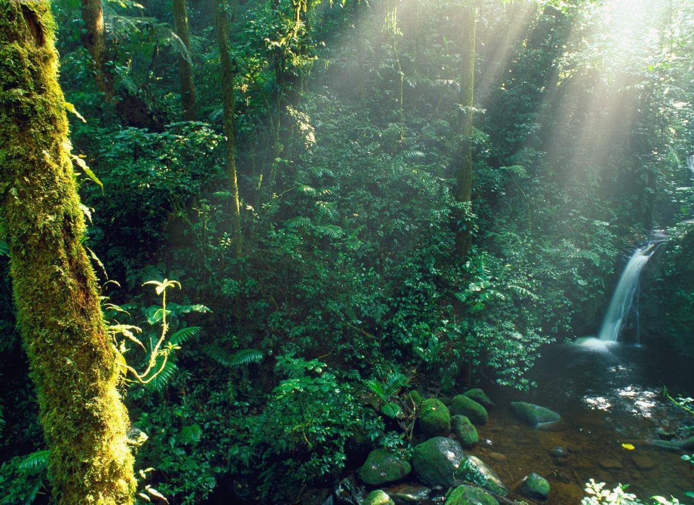 Monteverde Nebelwald, zu entdecken mit unserer Luxusreise Costa Rica