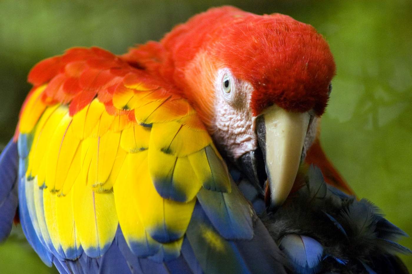Luxusreise Costa Rica,  Papagei