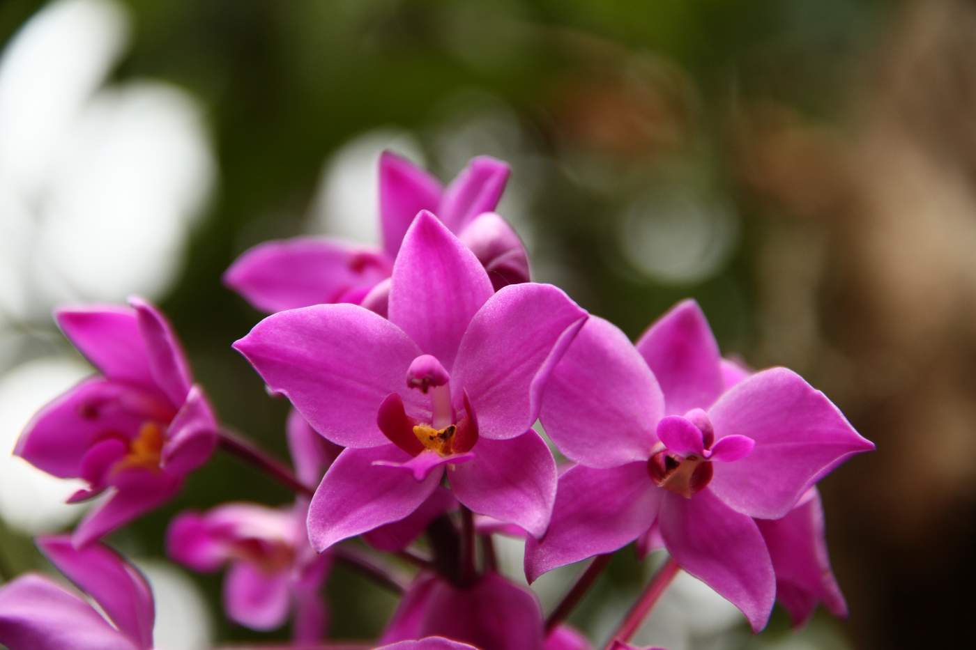 Blumenpracht in Costa Rica