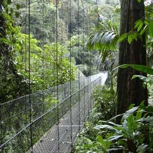 Eine Hängebrücke aus Seilen und Netzen führt durch dichten tropischen Regenwald