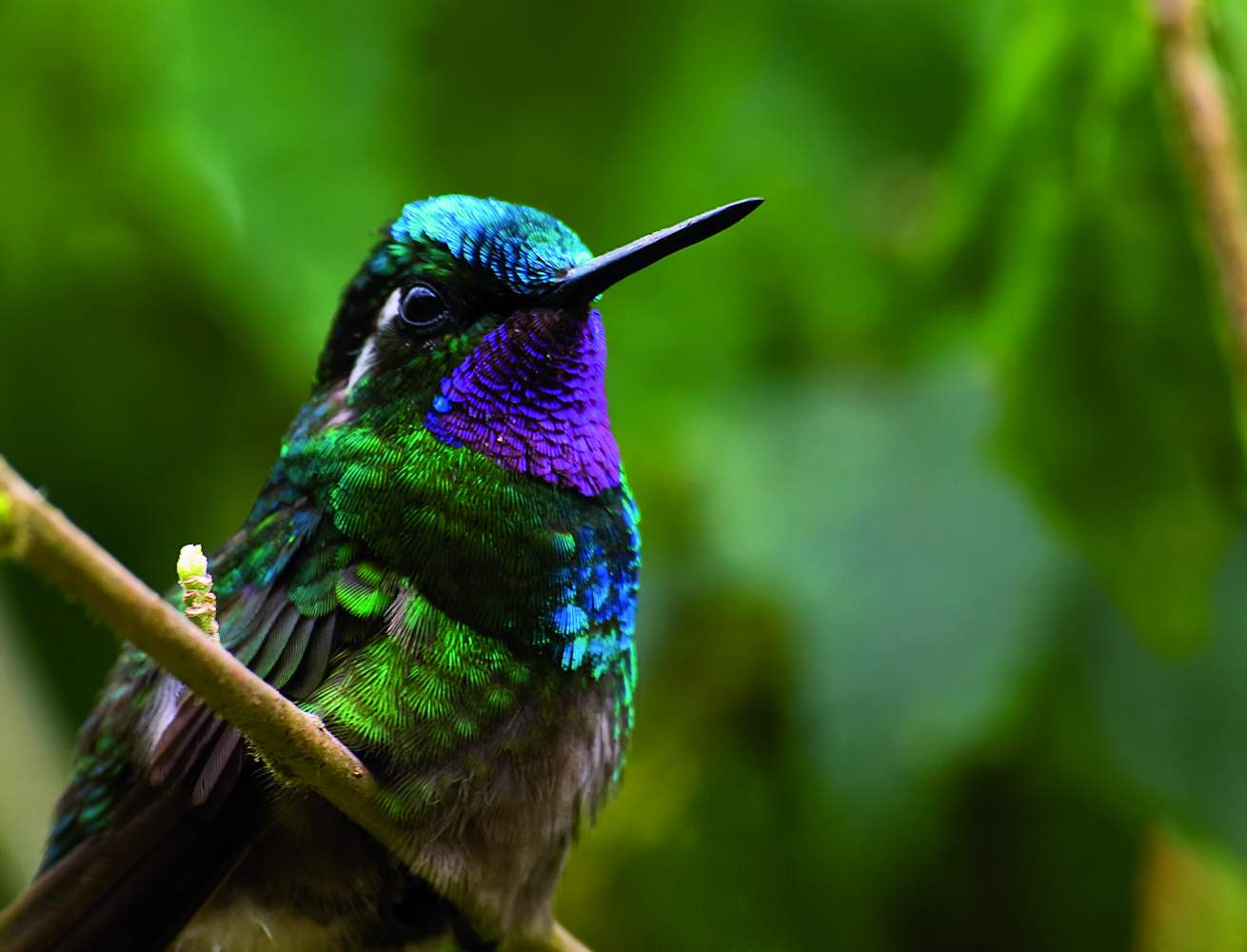 Kolibri in Costa Rica, zu entdecken aud unserer Luxusreise