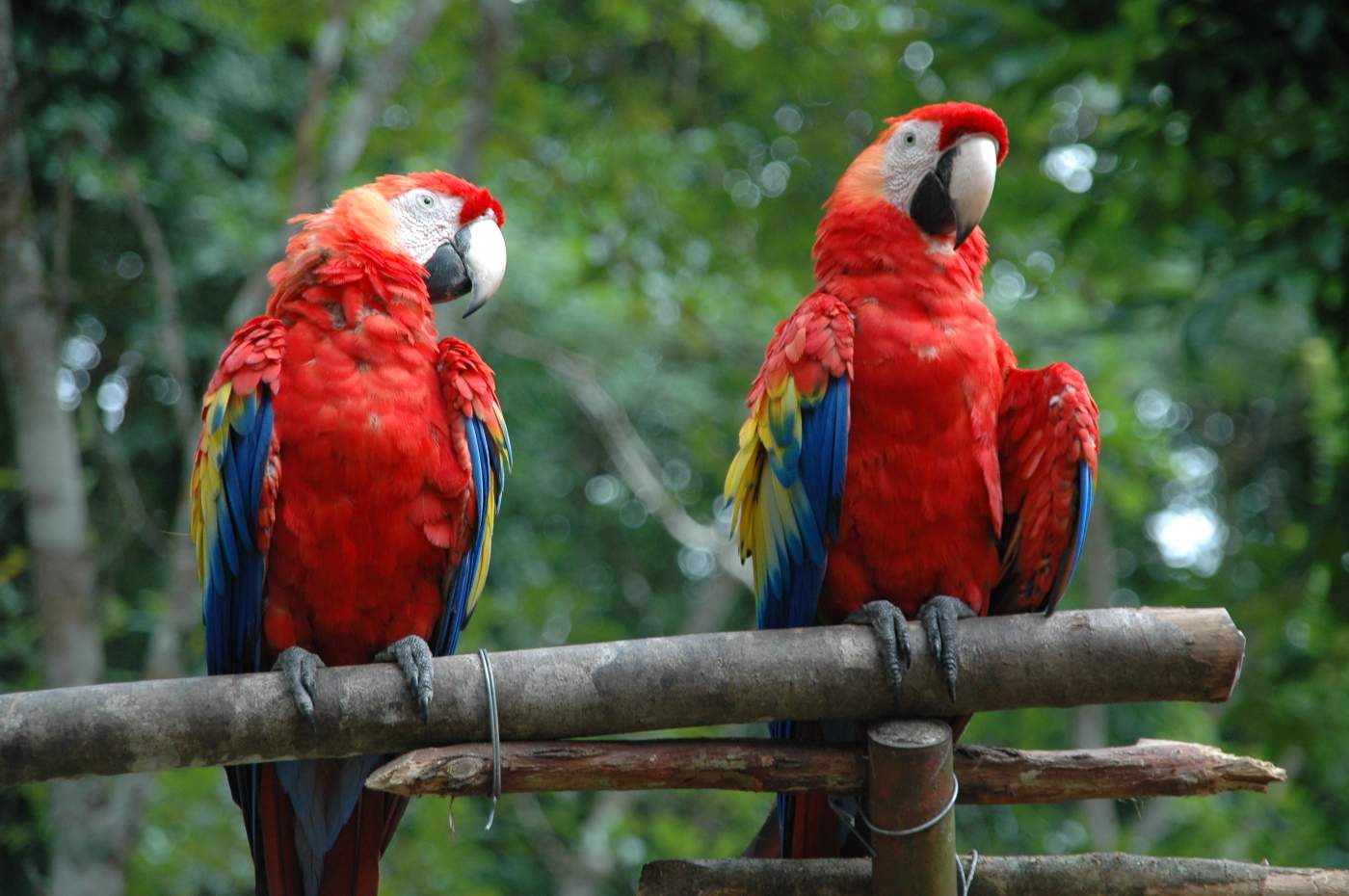Papageien in Copán, Honduras