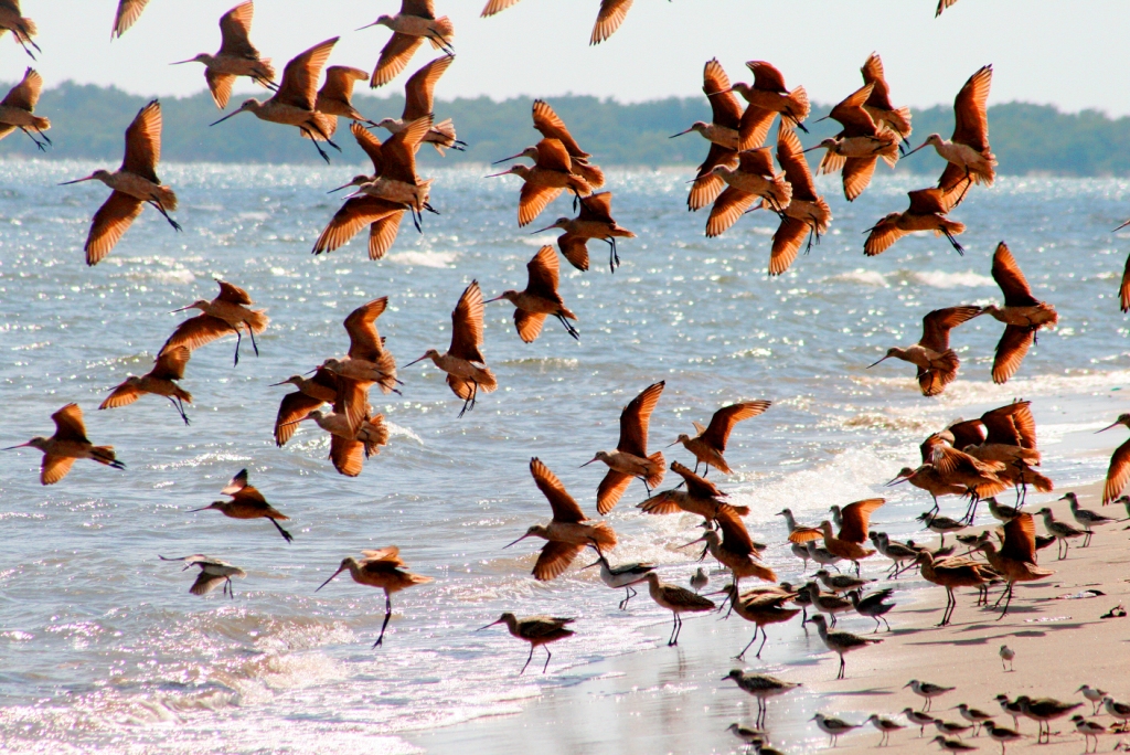 Vogel- & Strandwelten auf Ihrer Premiumrundreise durch Nicaragua, El Saövador & Honduras