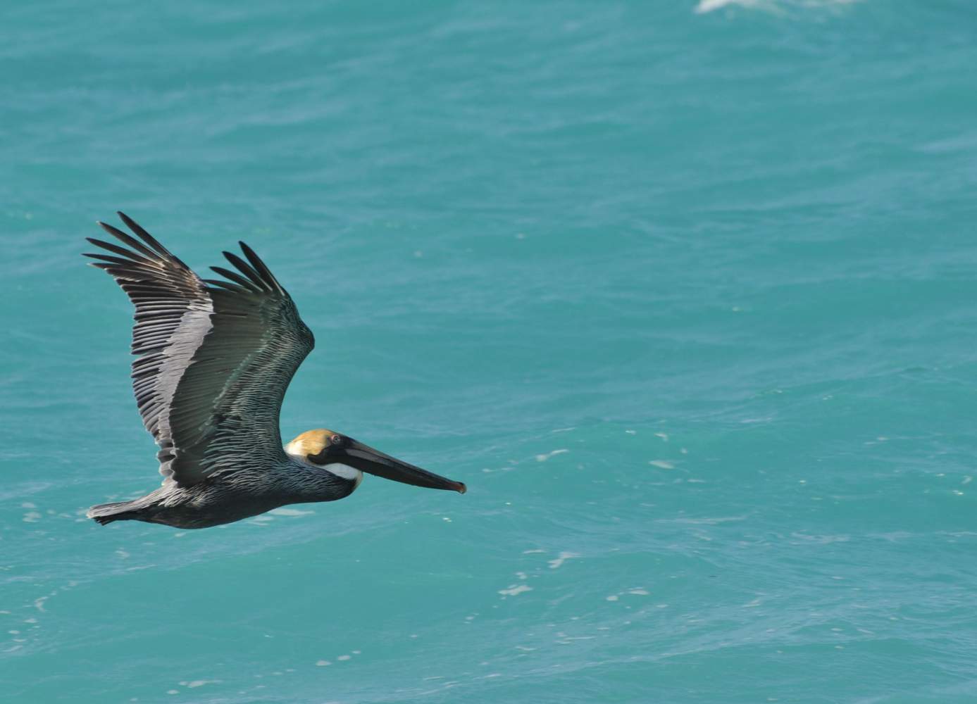 INdiens Tierwelt