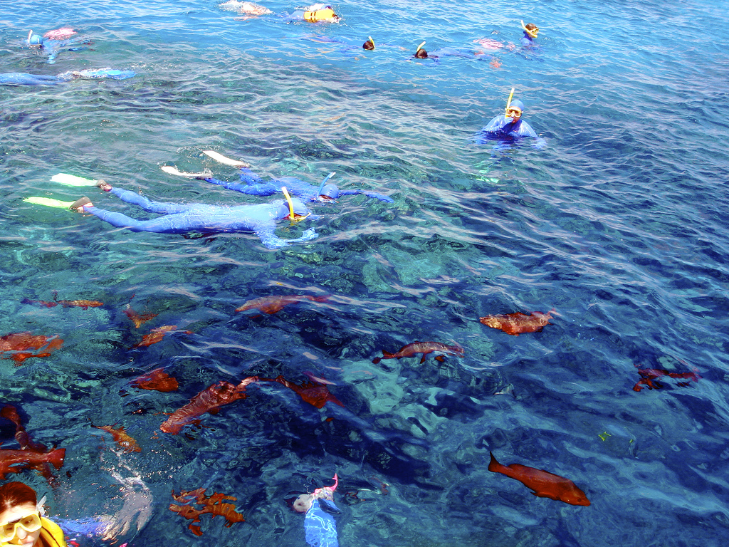 Great Barrier Reef schnorcheln tauchen Australien Urlaub Queensland