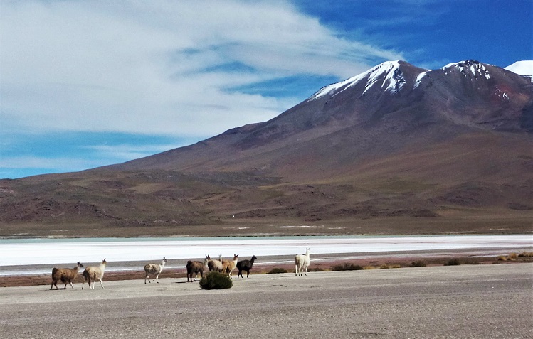 Lamas am Rande des Salar de Uyunis