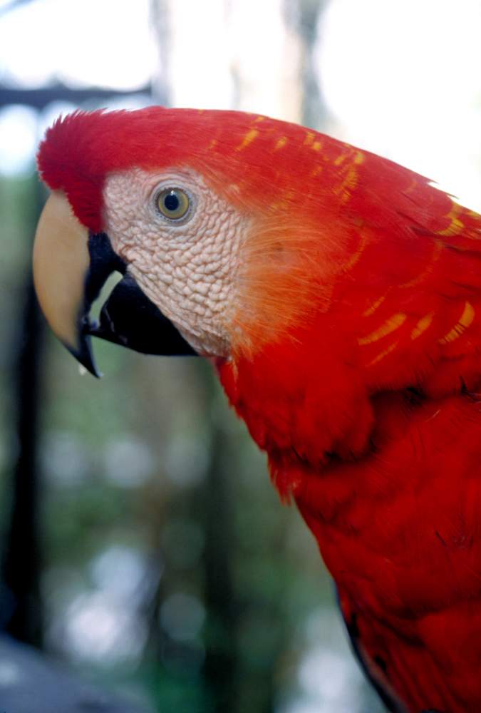 Brasilien- Amazonas: Macaw