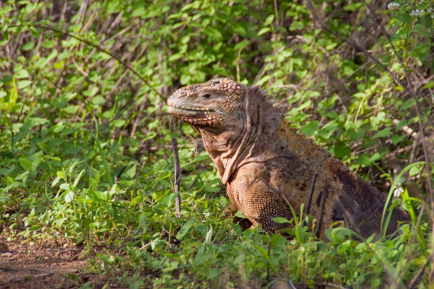 Erlebnisrundreise zum Amazonas Ecuador