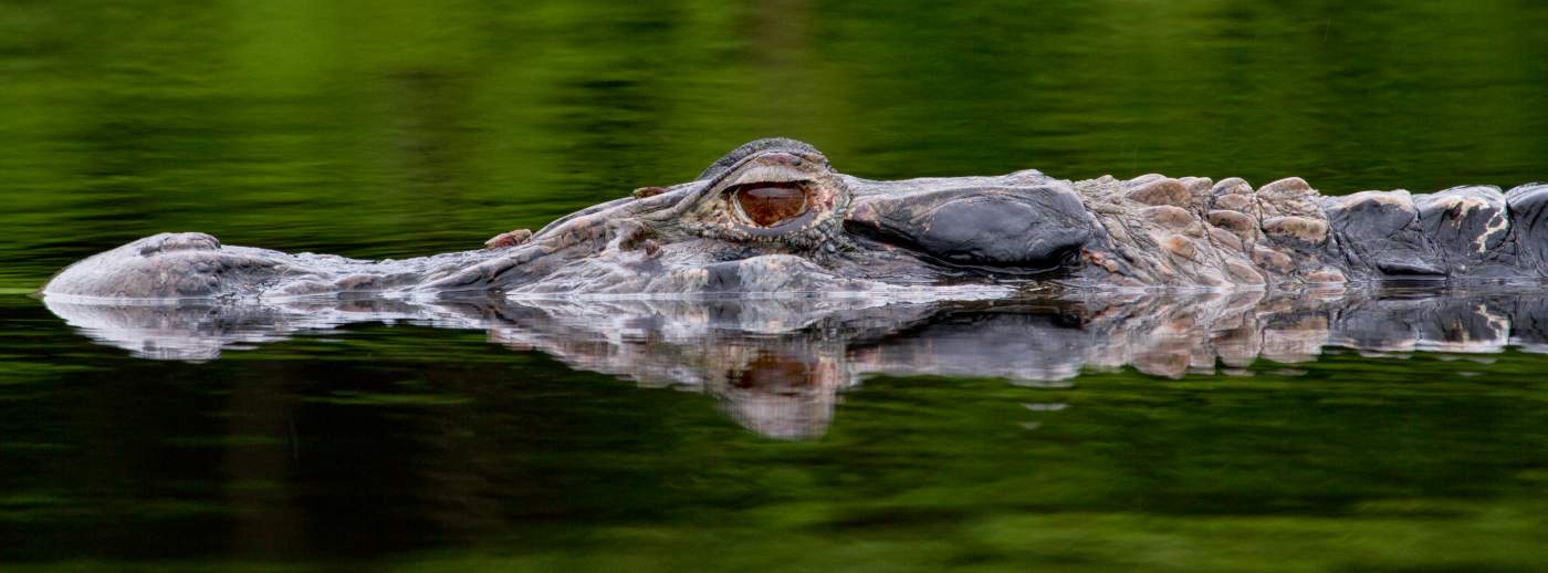 Alligator im Cuyabeno Reservat