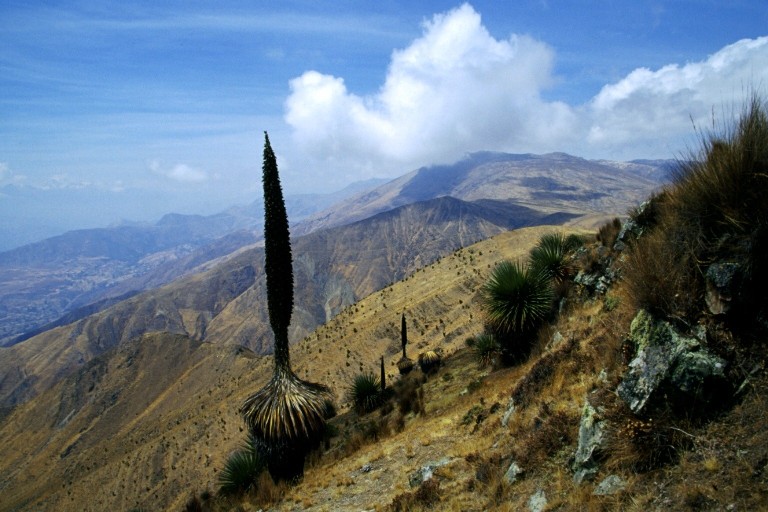 Puya Raimondis auf der Motorradtour Peru