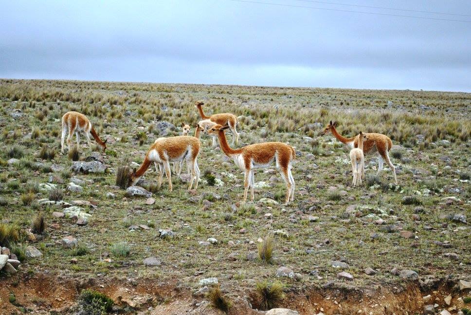 Vikunja Herden im Pampa Galeras Naturpark