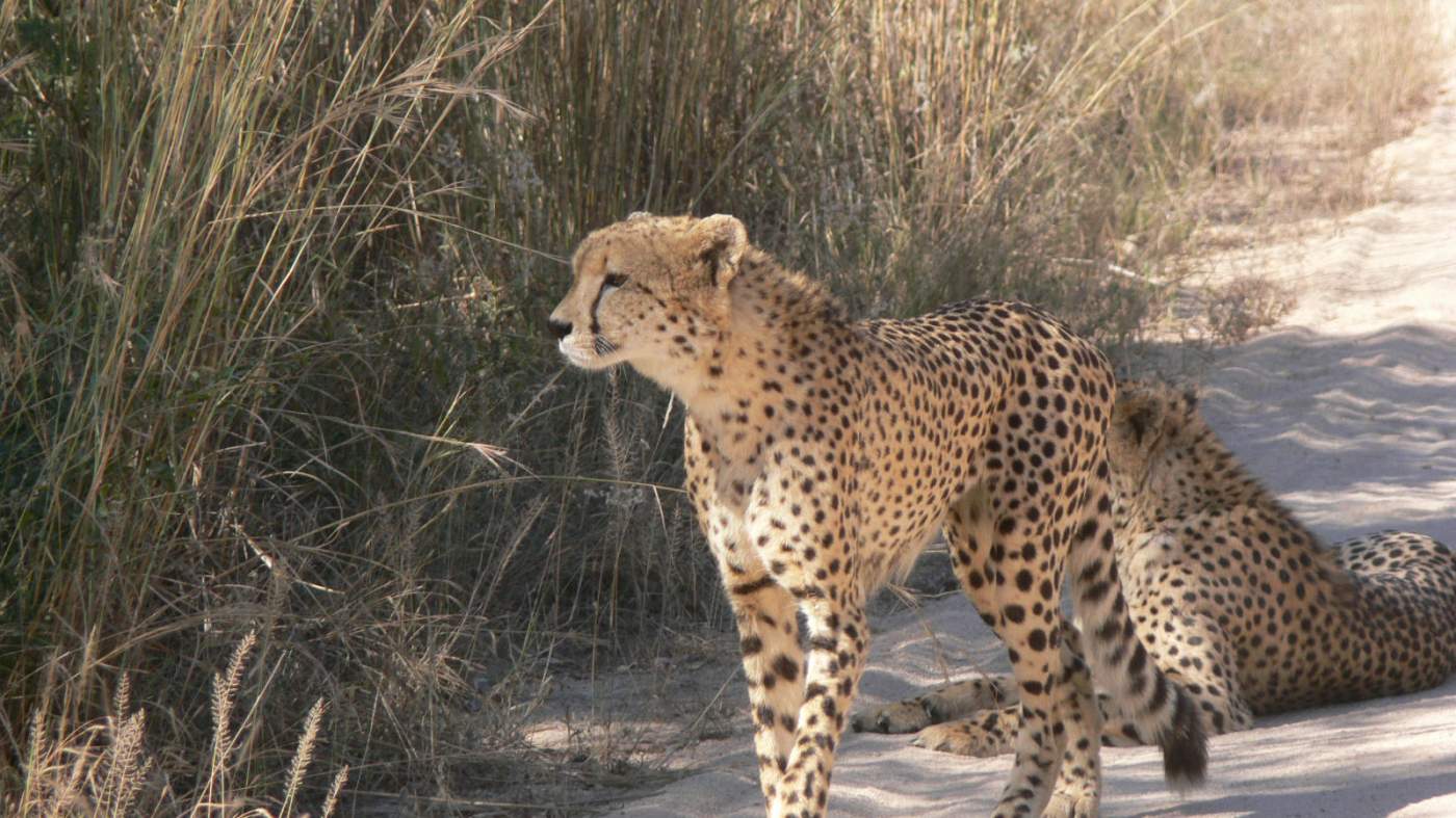 Auf unserer Safari haben wir die Möglichkeit Geparden aus nächster Nähe zu bewundern