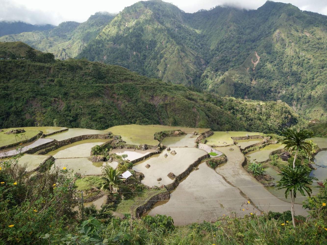 Wunderschöne Reisterrassen mit der sattgrünen Berglandschaft Nord Luzons im Hintergrund.