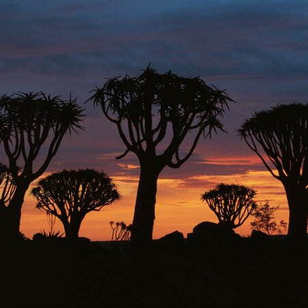 Safari no Parque Nacional de Etosha