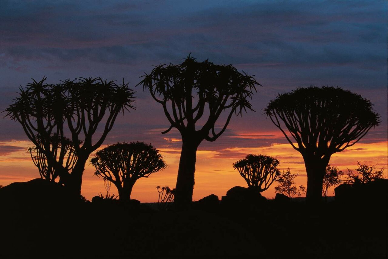 Silhouetten von Köcherbäumen vor orange-blauem Sonnenuntergangshimmel