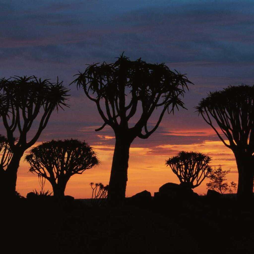 Köcherbäume im Quiver Tree Forest in Namibia, Silhouetten vor farbigem Sonnenuntergang über der Wüstenlandschaft