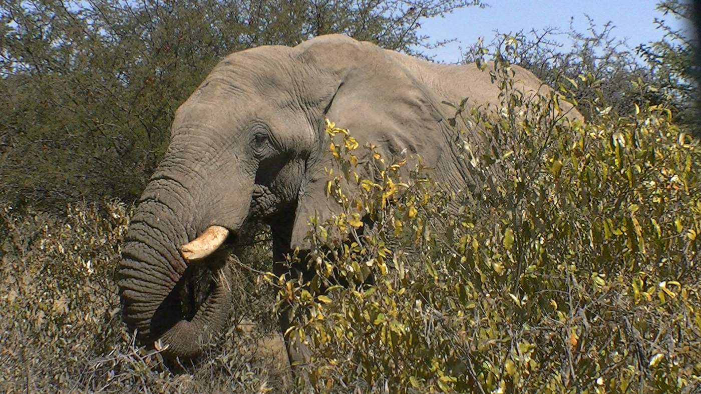 Nahaufnahme eines Elefanten im Etosha Nationalpark