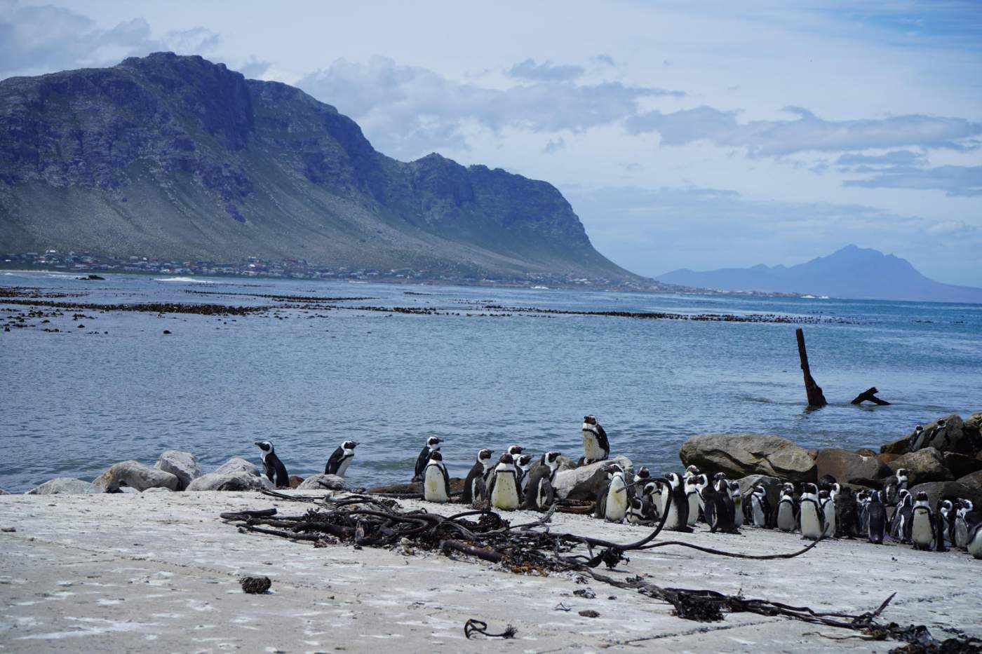 Die Motorradreise von Johannesburg nach Kapstadt führt uns auch zum Bolders Beach innerhalb des Tafelberg Nationalparks. Hier können wir eine von nur zwei Brutkolonien des Afrikanischen Pinguins beobachten.