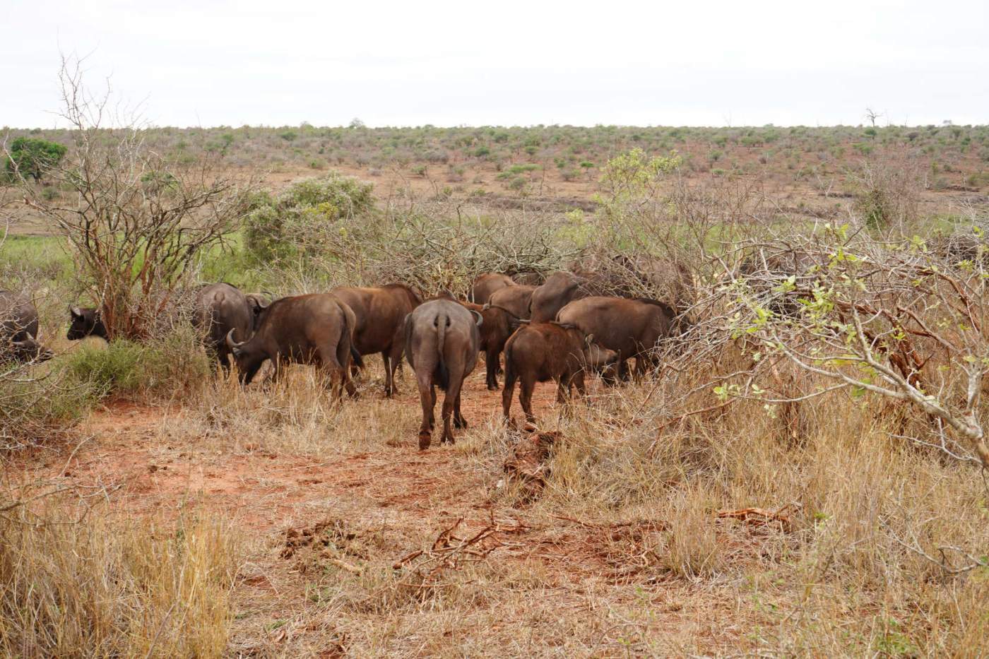 Im Krüger Nationalpark können wir wenn alles gut läuft die Big Five beobachten. Eine Herde Büffel ist im größten Wildschutzgebiets Südafrikas durchaus anzutreffen.