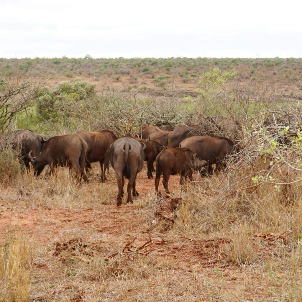 Erlebnis-Reisen Sudafrika Namaqualand Wildblumen Wüstenlandschaften