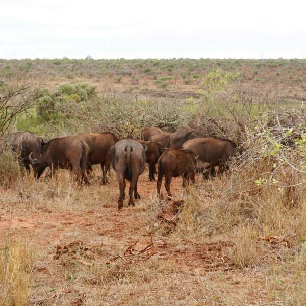 Erlebnis-Reisen Sudafrika Namaqualand Wildblumen Wüstenlandschaften