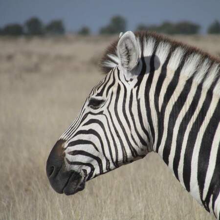 Overland Safari Botswana: Okavango & Chobe