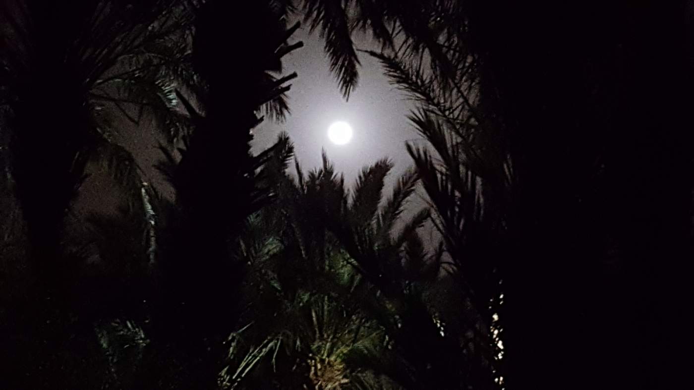 Vollmond unter Palmen in Ouarzazate