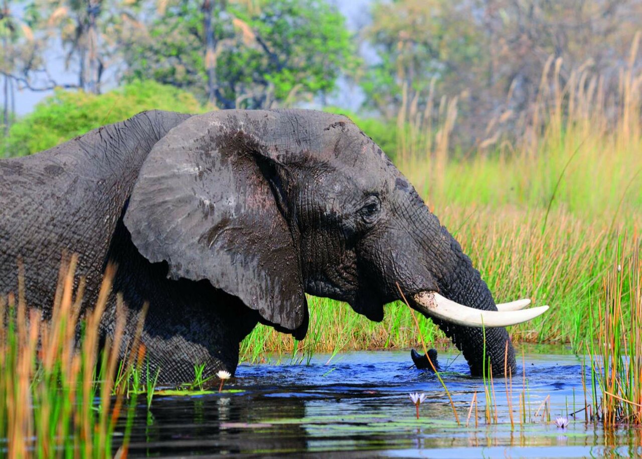 Um elefante com presas grandes atravessando um pântano, com juncos e capim ao redor