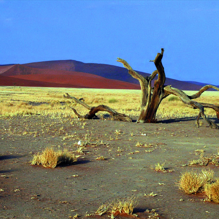 Cape Town and Best of Namibia