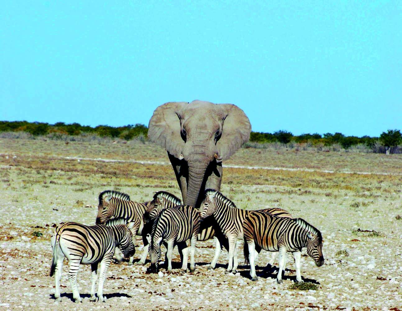 Kühlschrank-magnet Afrika Safari Natur Tierwelt Große Giraffe