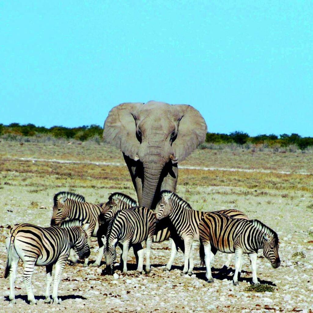 Parque Nacional de Etosha: La salina bajo la lluvia