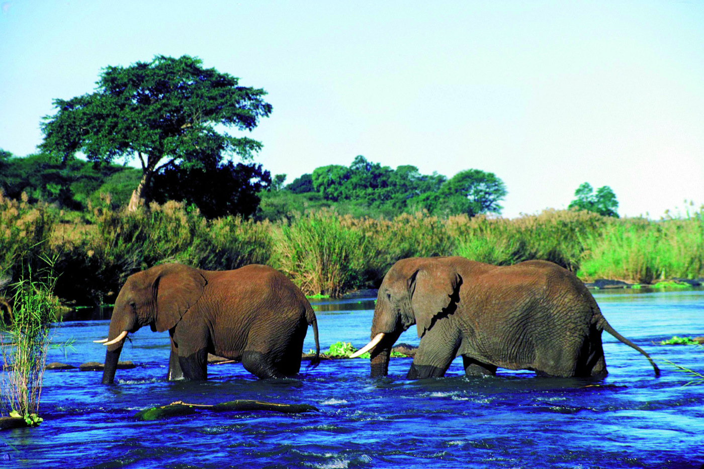 Elfanten auf dem Sambesi Fluss bei der Overcross Safari