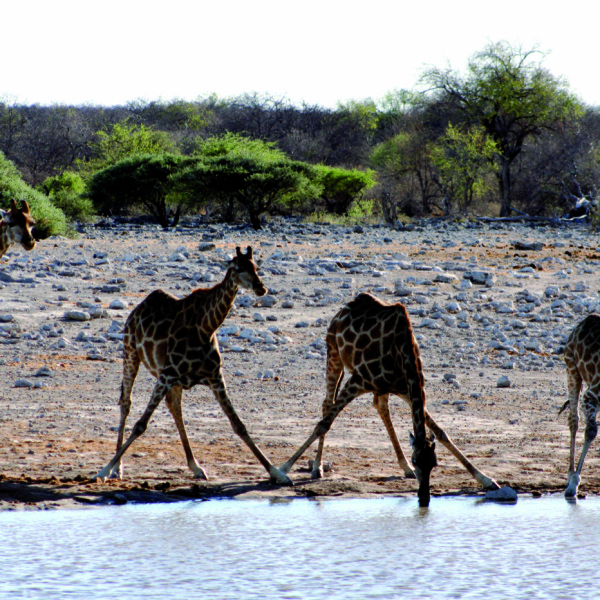 Erlebnis-Reisen Sudafrika, Kalahari-Wüste, Namibia