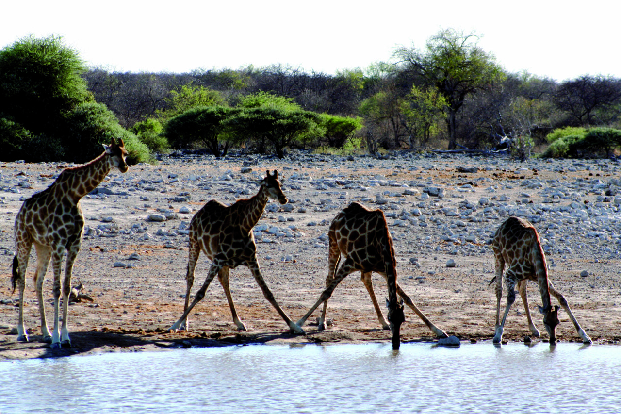 Vier Giraffen beugen sich zum Trinken an einem Wasserloch im afrikanischen Busch