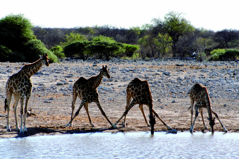 Desert Explorer: safari de camping en Sudáfrica y Namibia