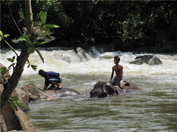 Elefanten in Myanmar, erlebnisresie vom Reiseveranstalter OVERCROSS