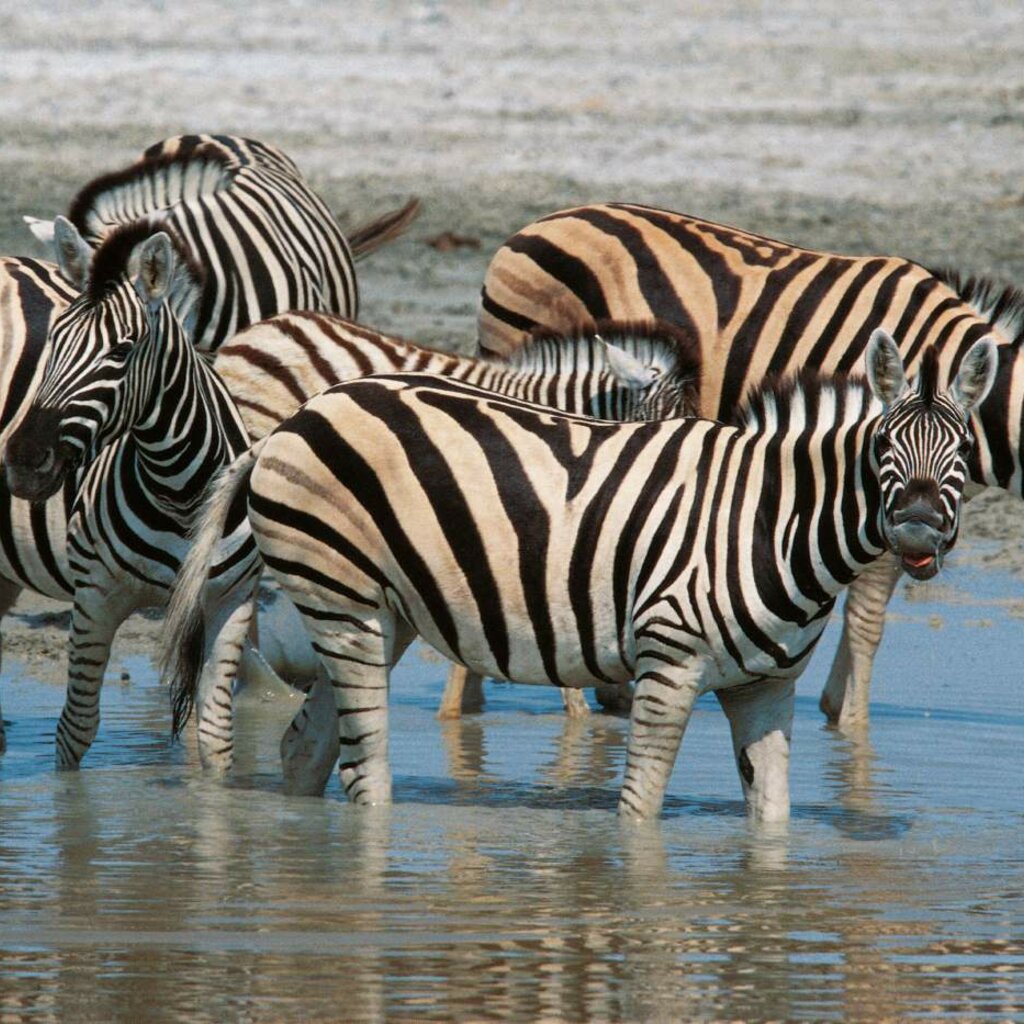 Parque Nacional de Etosha: Bombas en lugar de ríos