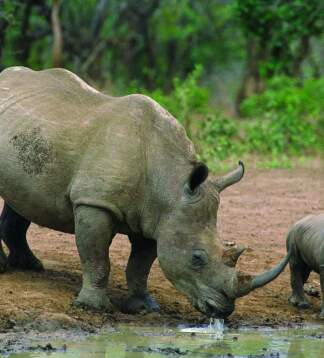 Delta & Chobe Trail - Camping oder Lodge Safari